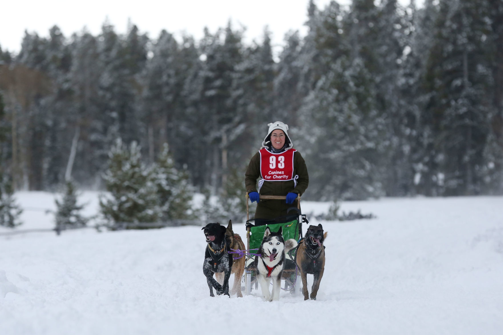 Sled Dog Race